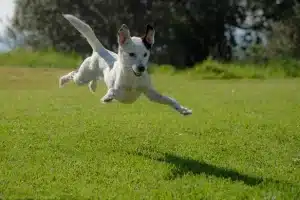A dog that jumps so high