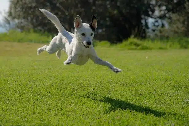A dog that jumps so high