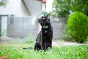 Outdooring cat wearing gps collar
