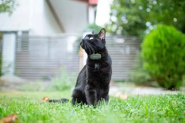 Outdooring cat wearing gps collar