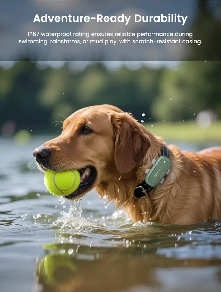 Dog wearing P5 GPS Tracker Collar