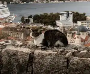 travel with cat tips