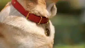 shock collar for dogs